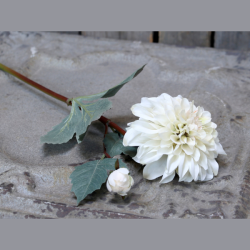 Fleur dahlia - creme