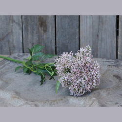 Fleur skrmblomst - pudder