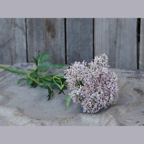 Fleur skrmblomst - pudder