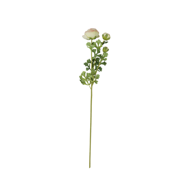 Fleur ranunkel - melon