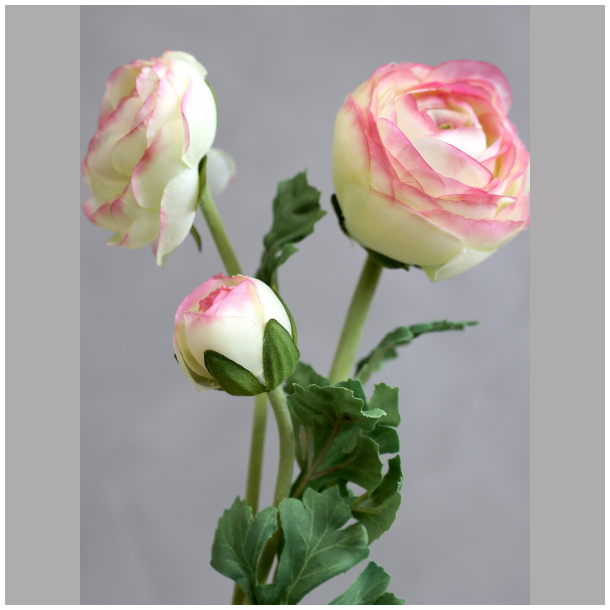 Fleur ranunkel - melon