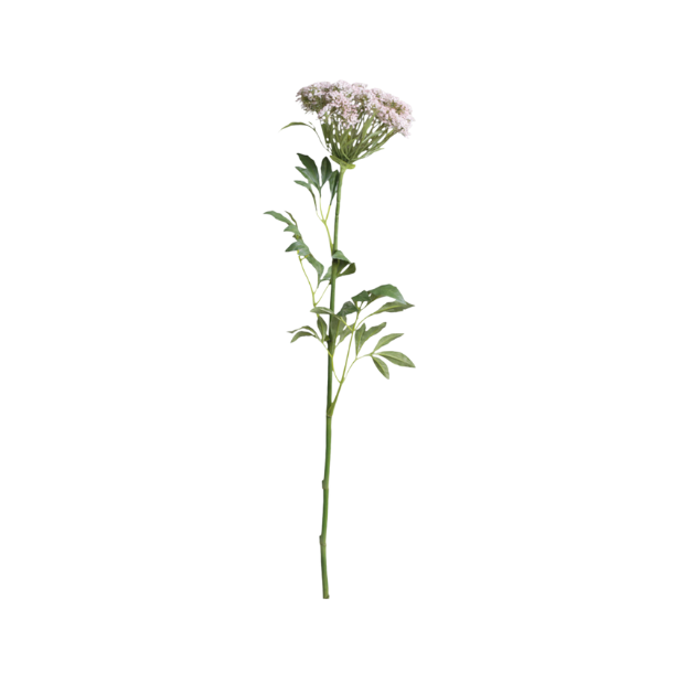 Fleur skrmblomst - pudder