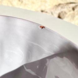 Fransk terrin - stor, hvid