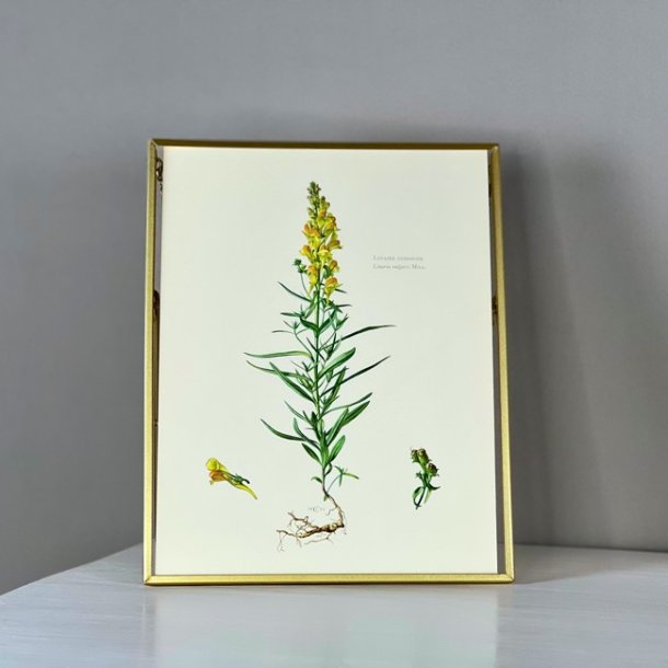 Fransk botanisk print i ramme