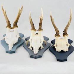 Bukkeopsatser - 3 sm trofer