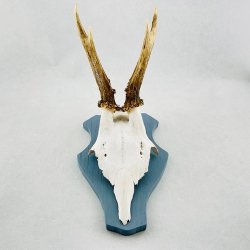 Bukkeopsatser - 3 sm trofer