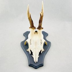 Bukkeopsatser - 3 sm trofer