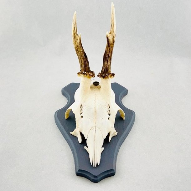 Bukkeopsatser - 3 sm trofer