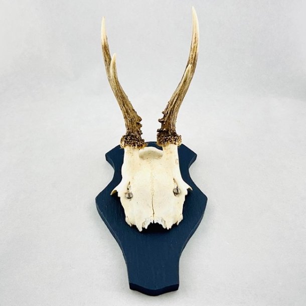 Bukkeopsatser - 3 sm trofer