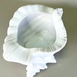 Konkylie potte - stor XL