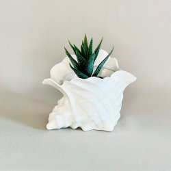 Konkylie potte - lille 