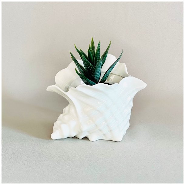 Konkylie potte - lille 