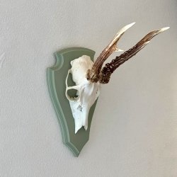 Bukkeopsats p malet plade - jagttrof, grn 