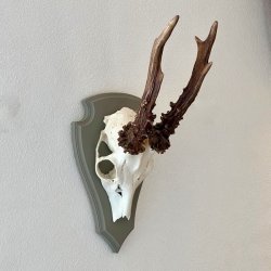 Bukkeopsats p malet plade - jagttrof