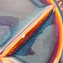 Fonduetallerkener (5 stk) - brun