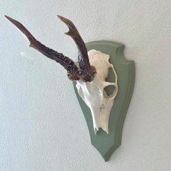 Bukkeopsats p malet plade - jagttrof, grn 