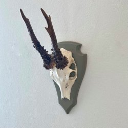 Bukkeopsats p malet plade - jagttrof