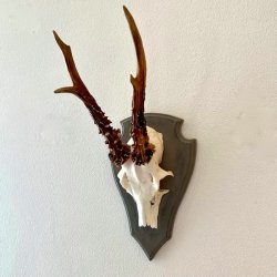 Bukkeopsats p malet plade - jagttrof, gr m/patina